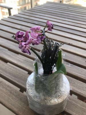 Çiçek Sepeti Doğum Günü Çiçeği Solmuş Olarak Gönderdi